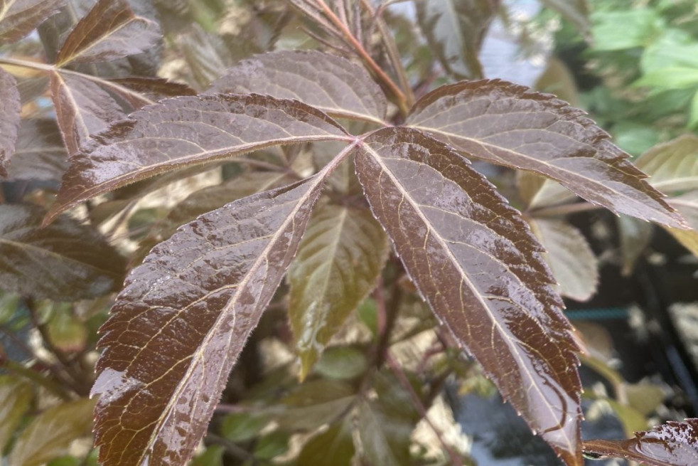 Sambucus nigra Milk Chocolate - Jardins du Monde.be