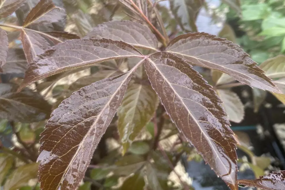 Sambucus nigra Milk Chocolate - Jardins du Monde.be