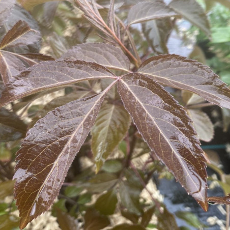 Sambucus nigra Milk Chocolate - Jardins du Monde.be