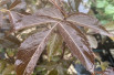 Sambucus nigra Milk Chocolate - Jardins du Monde.be