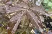 Sambucus nigra Milk Chocolate - Jardins du Monde.be