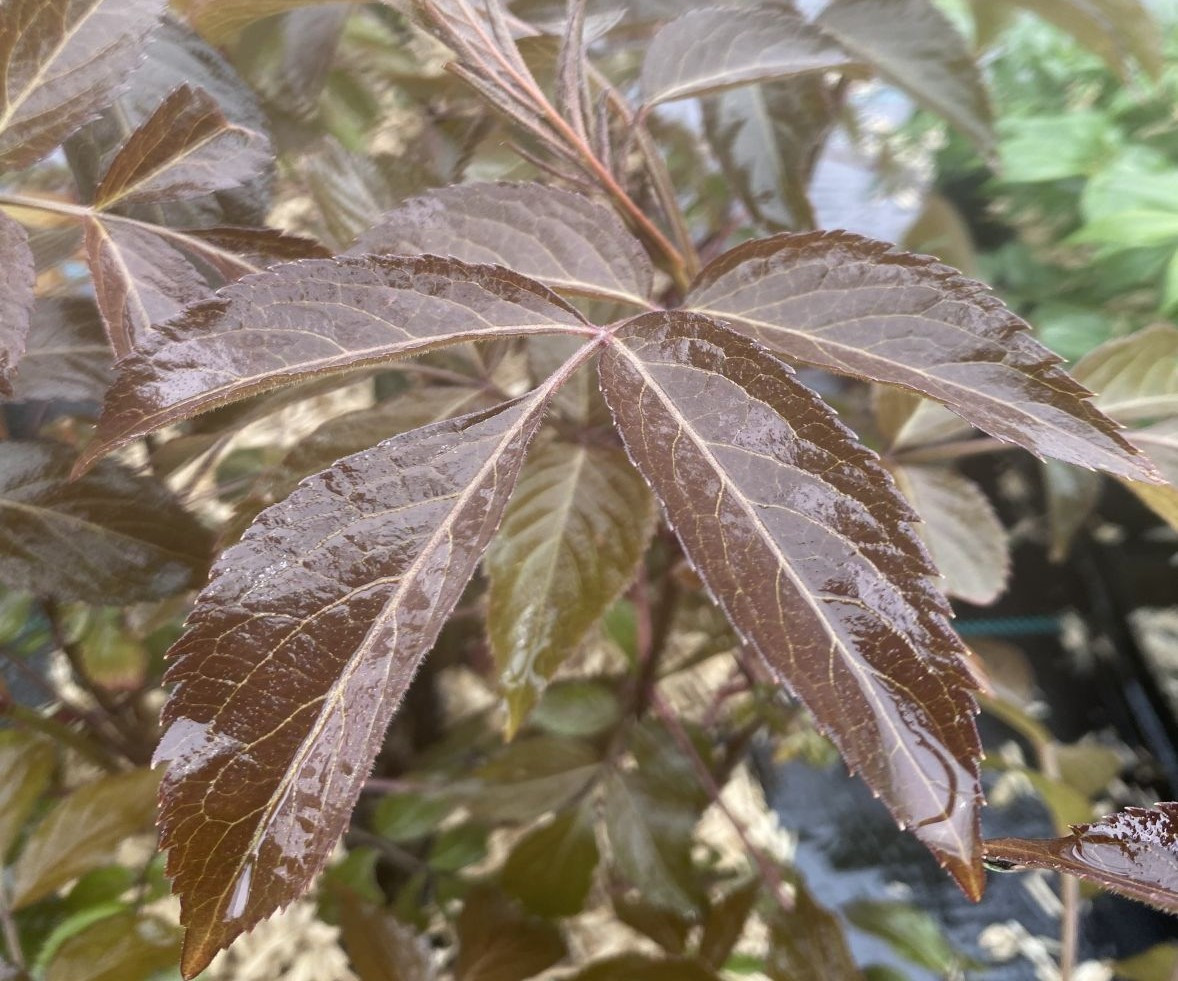 Black Elder Milk Chocolate