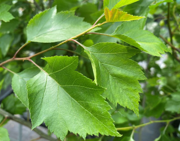 Crataegus viridis Winter King - Jardins du Monde.be