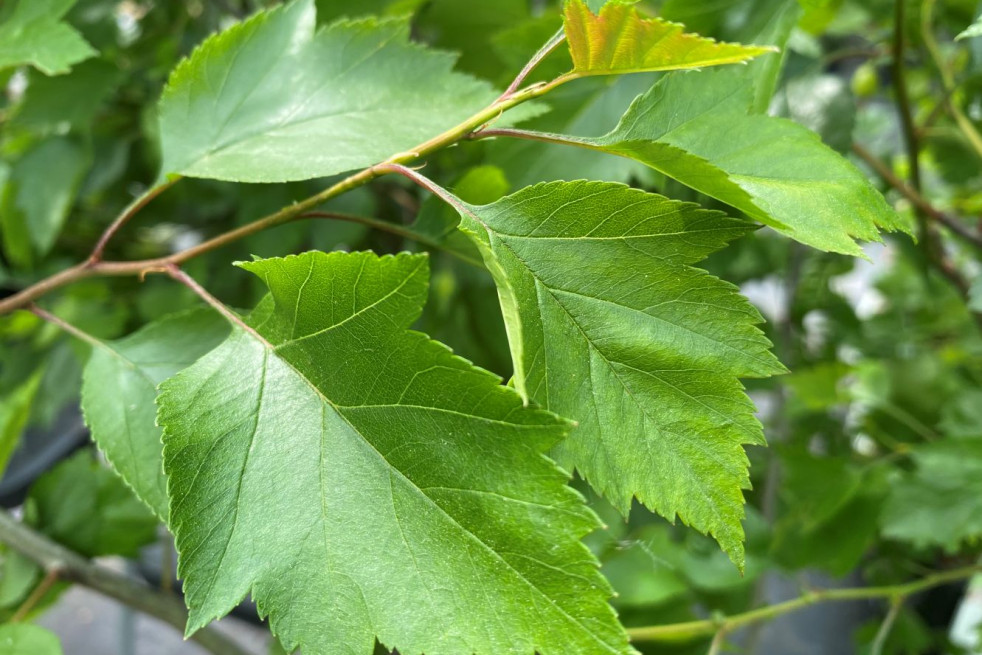 Crataegus viridis Winter King - Jardins du Monde.be