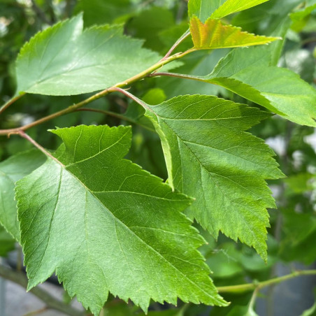 Crataegus viridis Winter King - Jardins du Monde.be