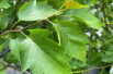 Crataegus viridis Winter King - Jardins du Monde.be