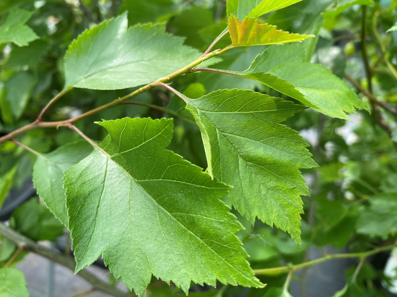 Aubépine Winter King