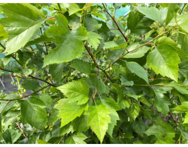 Crataegus viridis Winter King - Jardins du Monde.be