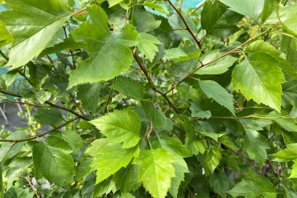 Crataegus viridis Winter King - Jardins du Monde.be