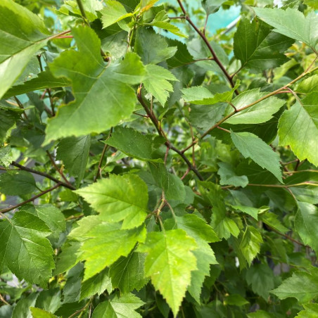 Crataegus viridis Winter King - Jardins du Monde.be