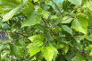 Crataegus viridis Winter King - Jardins du Monde.be
