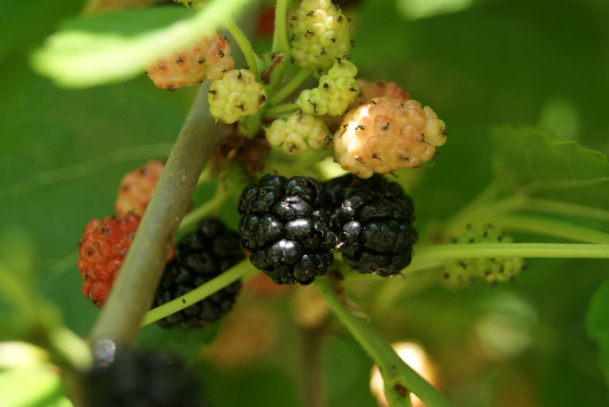 Wellington black mulberry