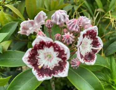 Kalmia latifolia Black Label
