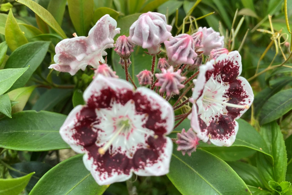 Kalmia latifolia Black Label Kalmia latifolia Black Label