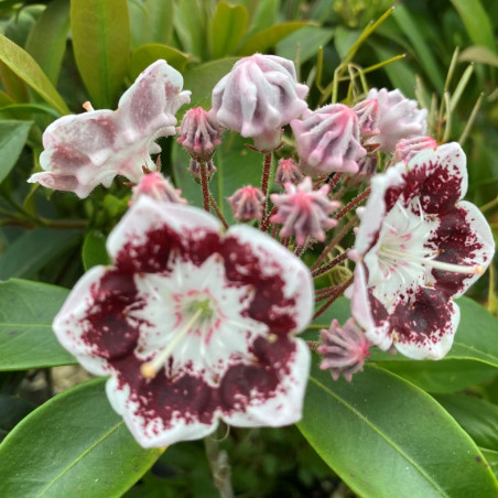 Kalmia latifolia Black Label