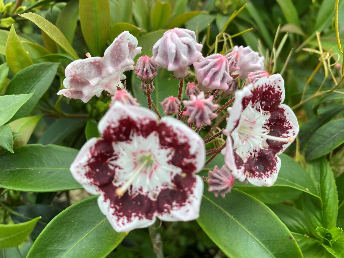 Black Label Mountain laurel