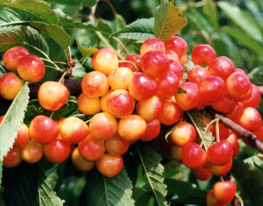 Prunus Bigarreau Napoléon - Tatooine1, CC BY-SA 4.0, via Wikimedia Commons