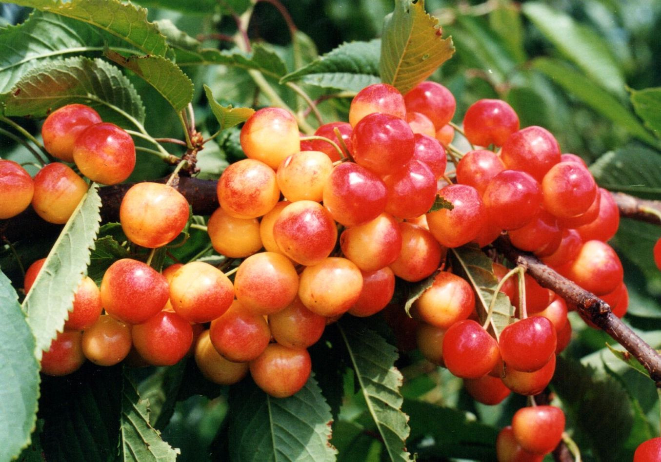Cherry tree bigarreau Napoléon (in 10 liter pot)
