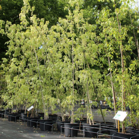 Érable à feuille de frêne panaché - Acer negundo Variegatum - pot 10 L