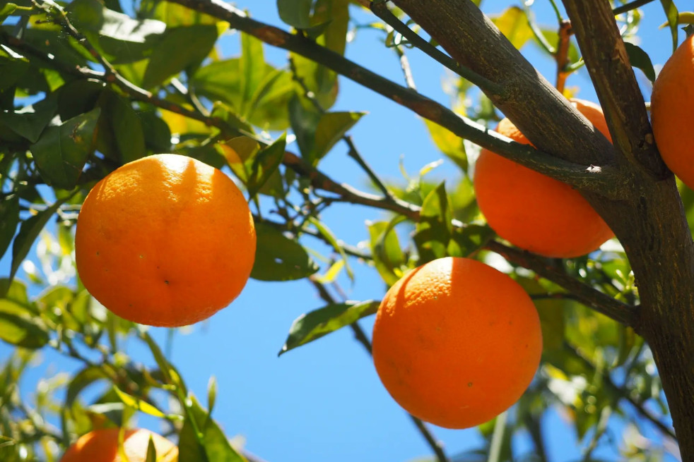 Citrus sinensis 'Cara Cara'