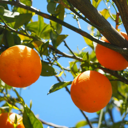 Citrus sinensis 'Cara Cara'