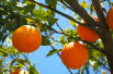 Citrus sinensis 'Cara Cara'