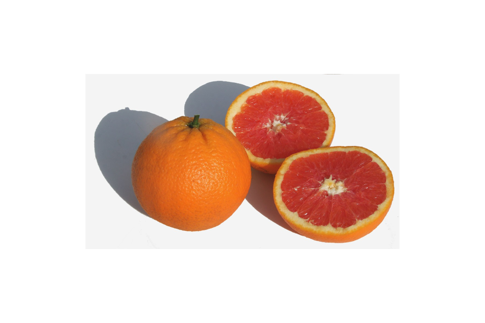 Citrus sinensis 'Cara Cara' - Jpbrigand, CC BY-SA 4.0 via Wikimedia Commons