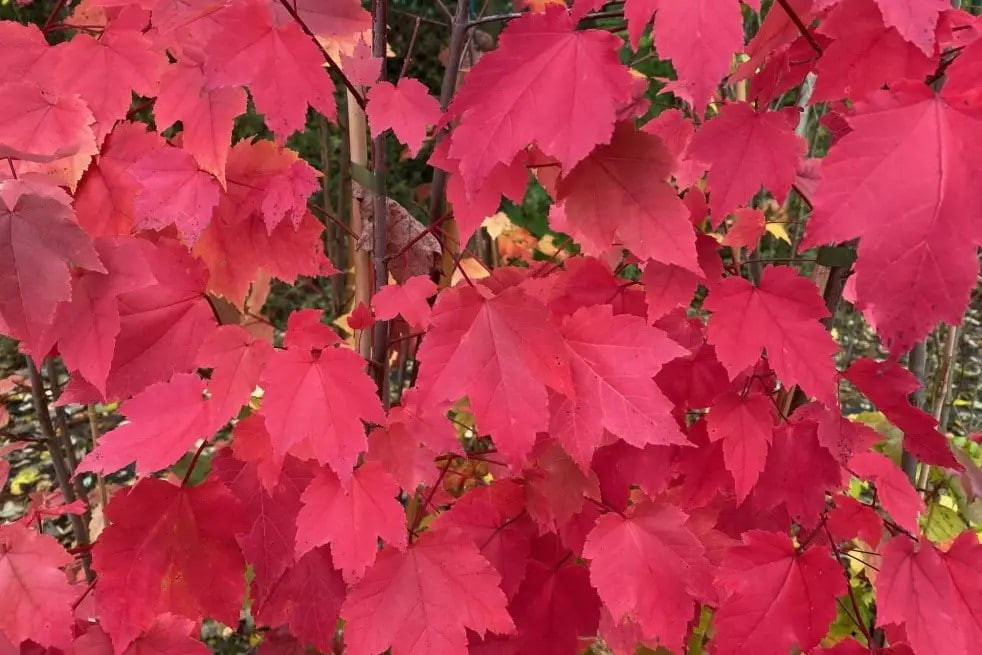 October glory Red maple (in 10 liter pot)