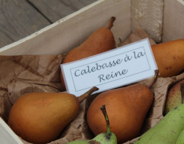 Jardins du Monde.be - Pyrus communis Calebasse à la Reine