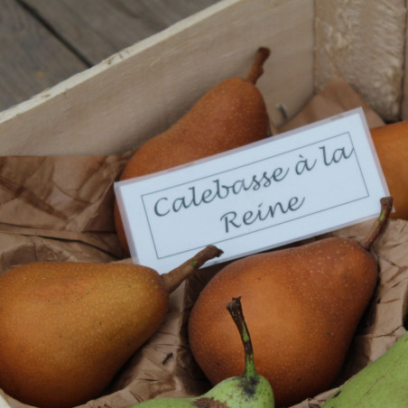 Jardins du Monde.be - Pyrus communis Calebasse à la Reine