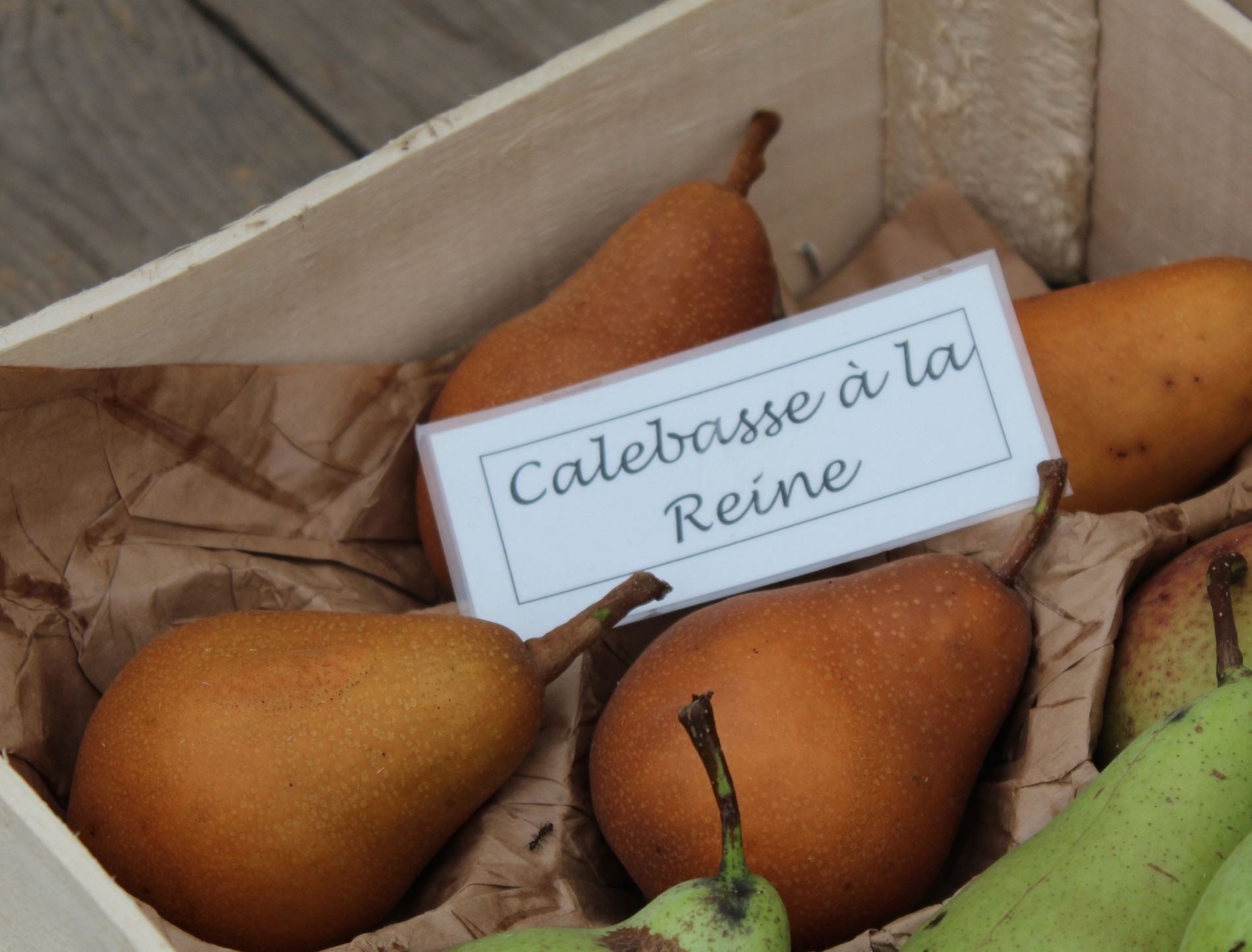 Calebasse à la Reine Pear tree
