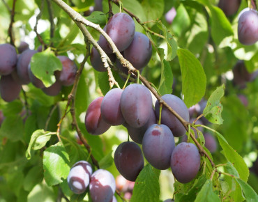 Prunus domestica Altesse Double
