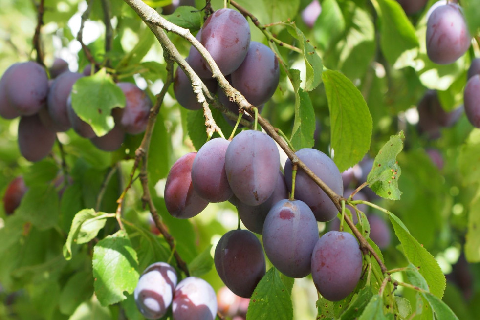 Prunus domestica Altesse Double