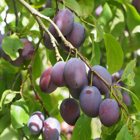 Prunus domestica Altesse Double