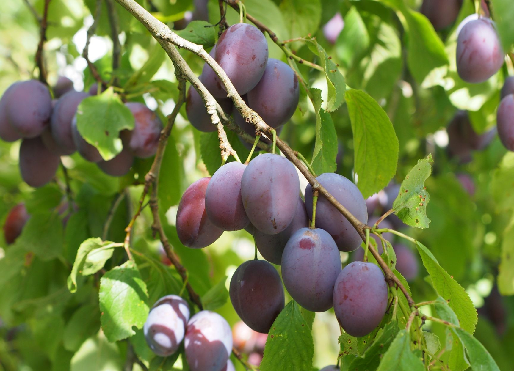 Plum tree Altesse Double