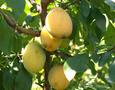 Jardins du Monde.be - Prunus domestica Goutte d'Or