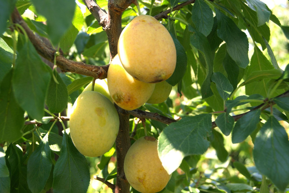 Jardins du Monde.be - Prunus domestica Goutte d'Or