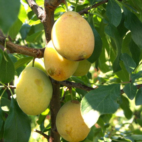 Jardins du Monde.be - Prunus domestica Goutte d'Or