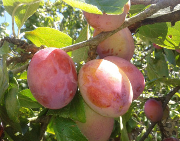 Prunus domestica Victoria