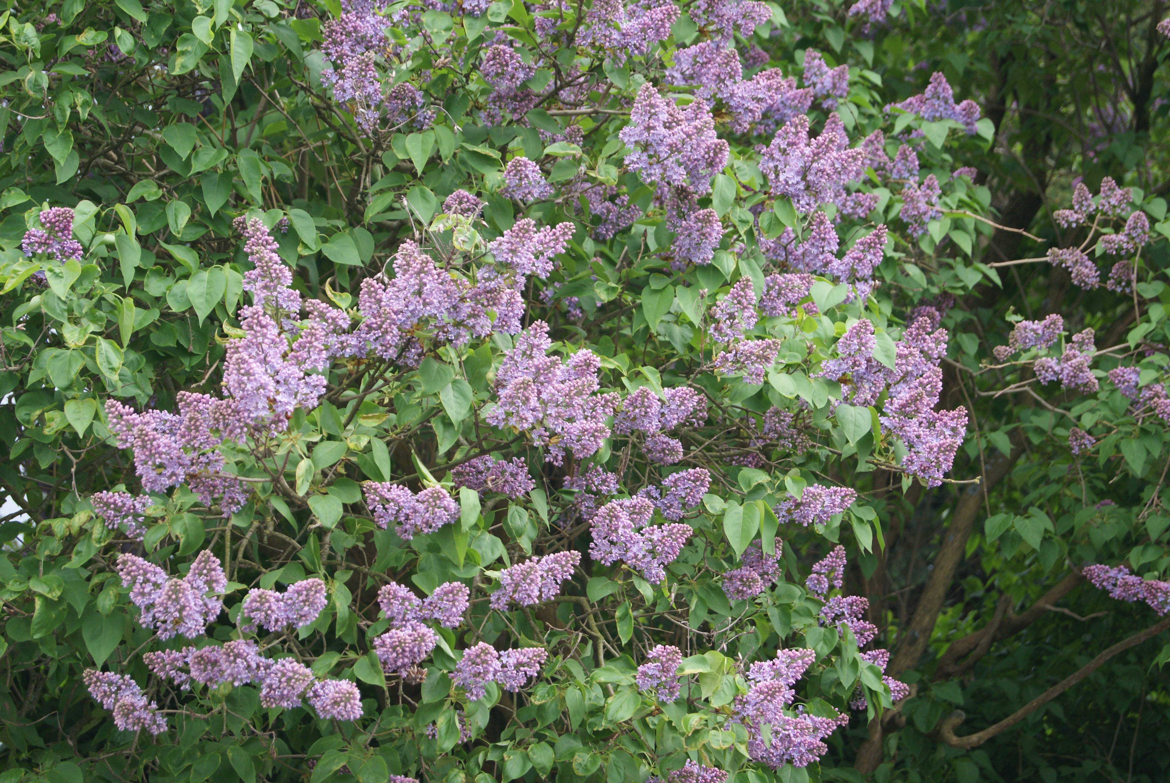 Lilac