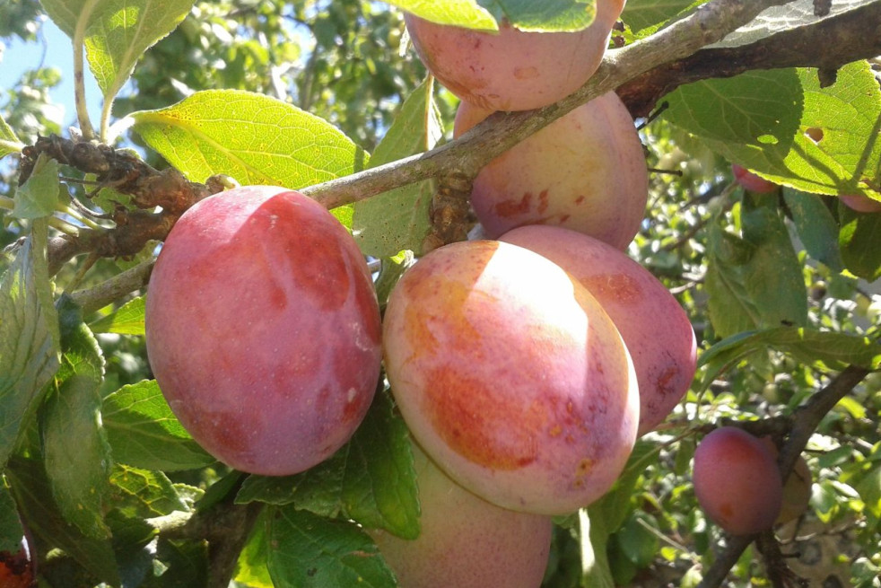 Prunus domestica Victoria