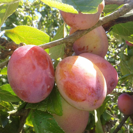 Prunus domestica Victoria