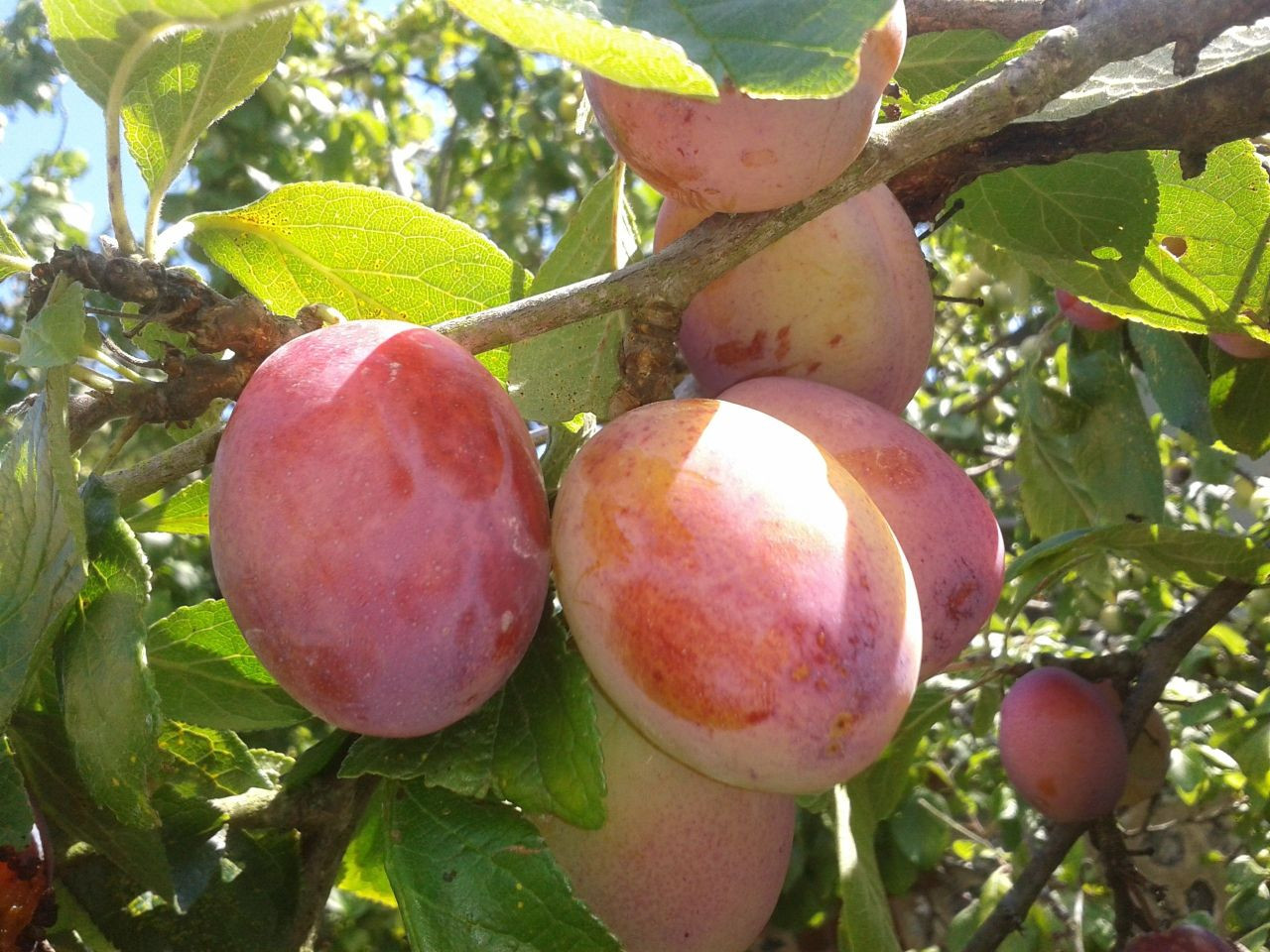 Plum tree Victoria (in 10 liter pot)