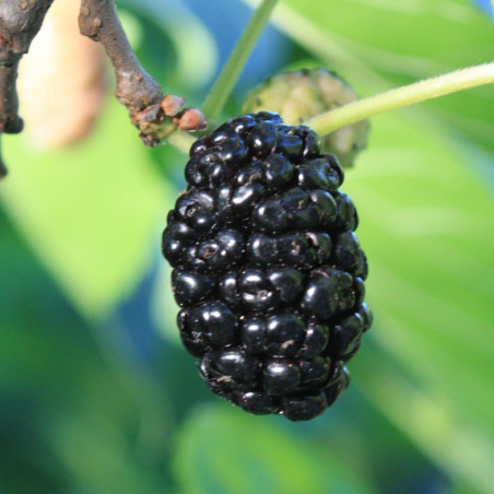 Morus nigra Wellington