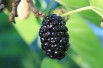 Morus nigra Wellington