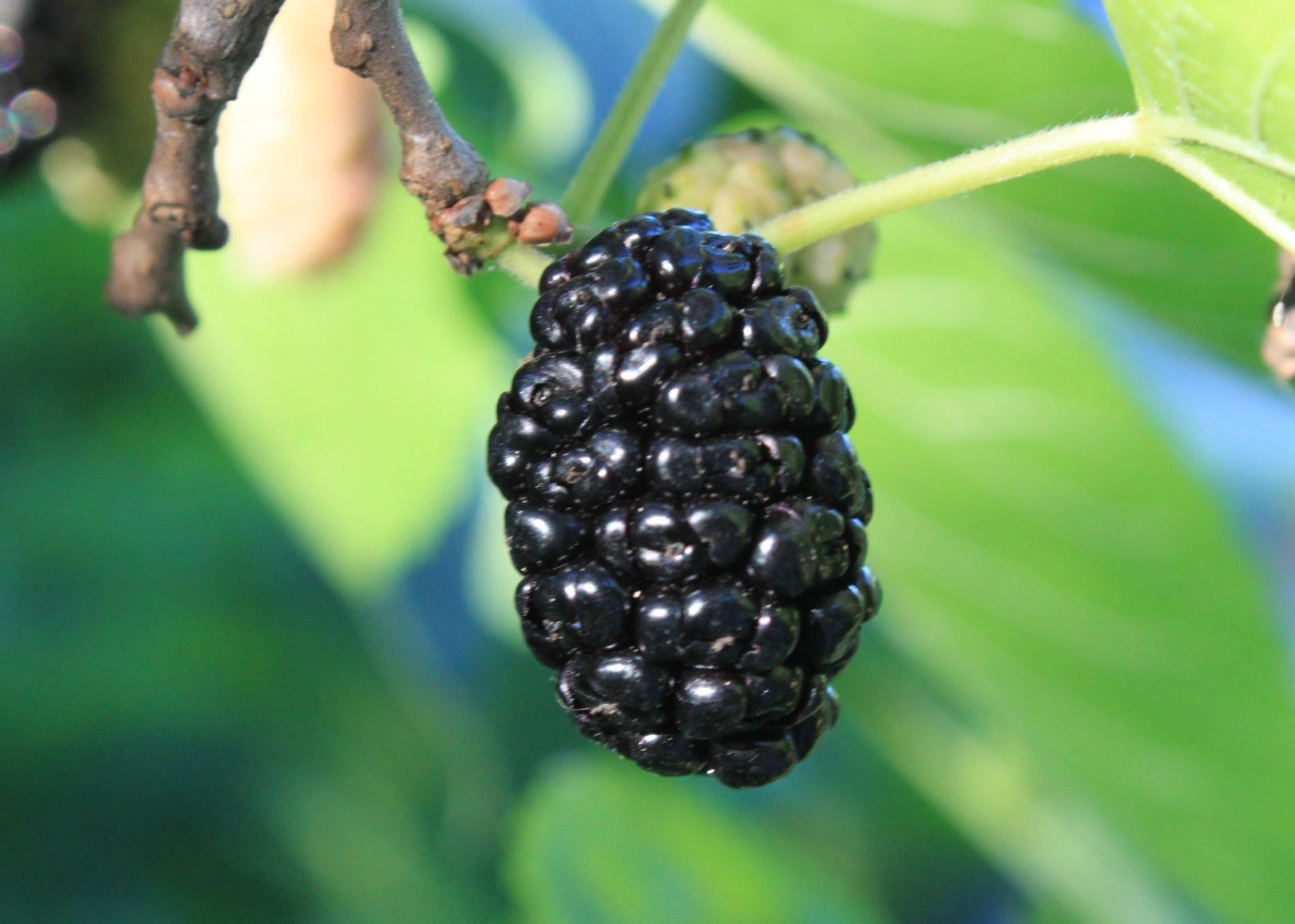 Wellington black mulberry