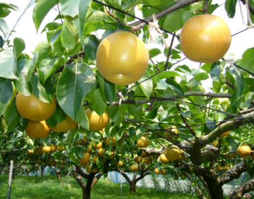 Pyrus Pyrifolia Hosui - katorisi, CC BY 3.0, via Wikimedia Commons