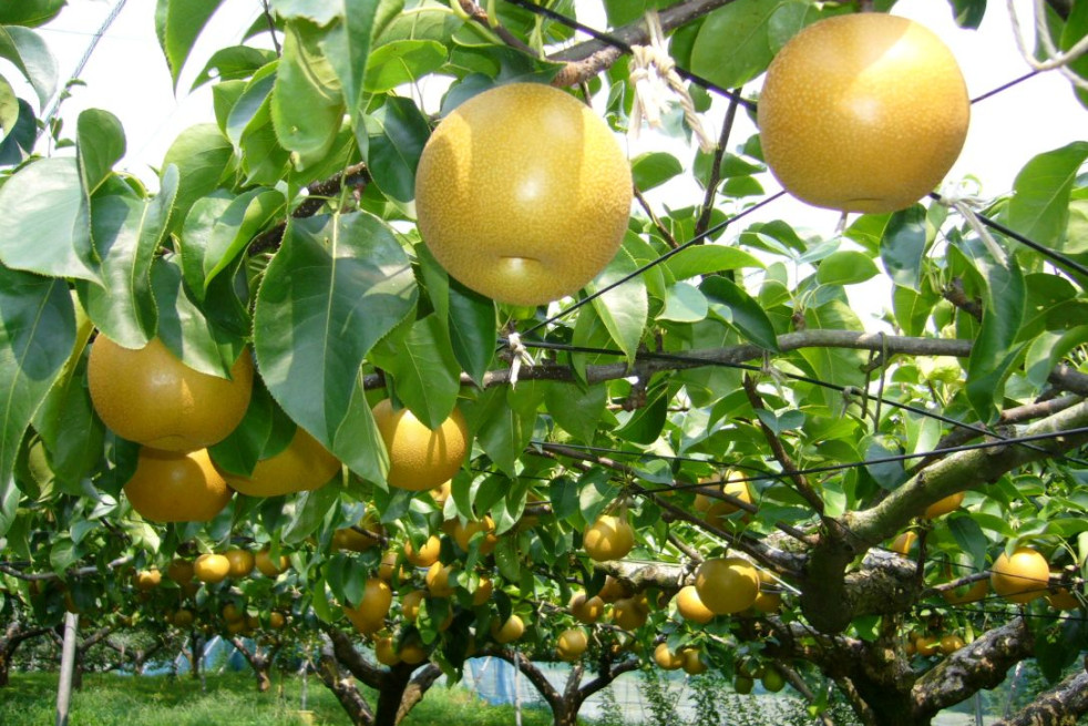 Pyrus Pyrifolia Hosui - katorisi, CC BY 3.0, via Wikimedia Commons