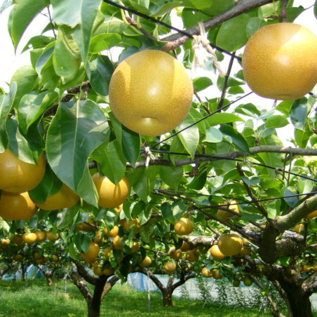 Pyrus Pyrifolia Hosui - katorisi, CC BY 3.0, via Wikimedia Commons