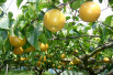 Pyrus Pyrifolia Hosui - katorisi, CC BY 3.0, via Wikimedia Commons